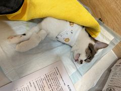 -恒幸动物医院·急重症转诊中心·神经内外科·CT核磁