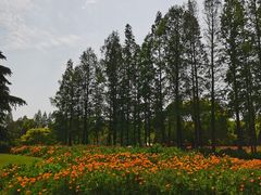 -上海滨江森林公园