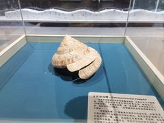 -青岛贝壳博物馆