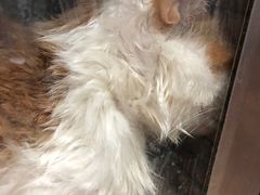 -宠颐生汉谟拉比宠物医院