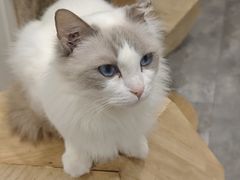 -楼上猫咖(罗湖店)
