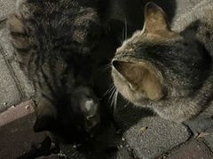 -泰州凤城河风景区-泰山公园