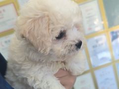 -博特宠物医院24h犬猫全科.骨科·异宠