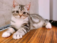 -猫色咖啡·猫咖