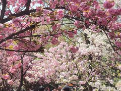 -西安青龙寺遗址景区