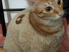 -瑞鹏宠物医院·骨科·猫科·内科(第一中心)
