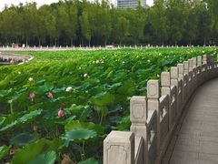 -莲花池公园