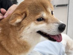 -共舞时光猫咖·狗咖(新街口店)