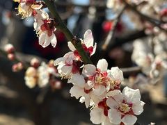 -无锡梅园公园