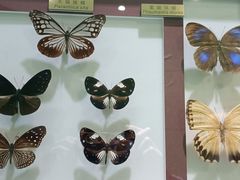 -上海昆虫博物馆