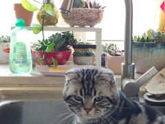 -全心全意连锁动物医院·特色中医诊疗(会城门分院)