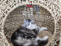 -飞行喵MR PILOT|猫舍·猫咖(静安大融城店)