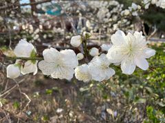 -朝阳公园