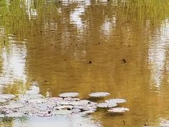 -福田红树林生态公园