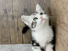 -小猫来了·猫舍(红山六九七九店)