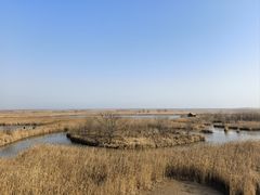 -盐城丹顶鹤湿地生态旅游区