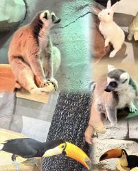 -Zoolung Zoolung动物主题公园(海信广场店)