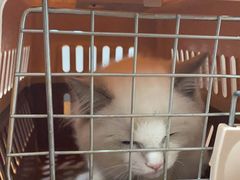 -瑞派动物医院·绝育·犬猫全科·预防医学(光景江南中店)