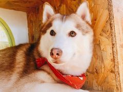 -Husky Go! 哈士奇体验馆·宠物咖啡厅狗咖