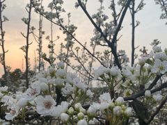 -空港花田景区