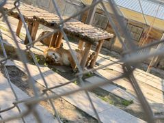 -横道河子东北虎林园