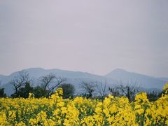 -三垟湿地
