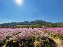 -径山花海