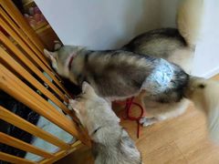 -Husky Go! 哈士奇体验馆·宠物咖啡厅狗咖