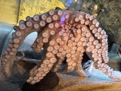-西海国立公园九十九岛水族馆
