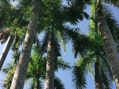 -中国科学院西双版纳热带植物园