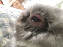 -爱诺耐芙动物医院(万博店)