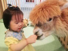 -藦茜花园宠物主题亲子互动体验馆(国顺东路店)