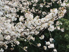 -中央公园(苏州工业园区)