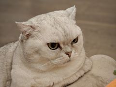 -lululemon(新天地店)