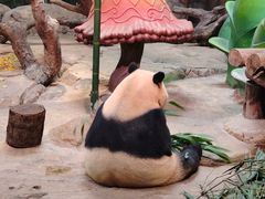 -广州长隆野生动物世界