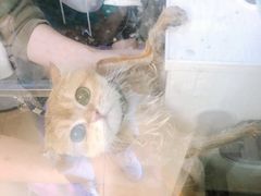 -1013 PET SHOP精品宠物商店(丁香店)