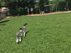 -良成狗狗乐园