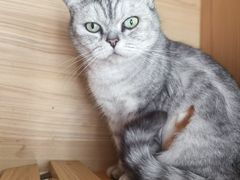 -爱哆宠物医院·骨科·外科·猫科