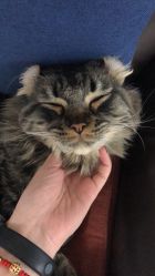 -初NAIL日式美甲美睫沙龙