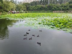 -前关湿地公园