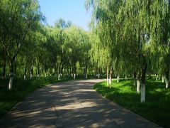 -东郊湿地公园