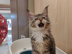 -爪爪喵星球·猫舍(益田假日里店)