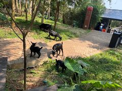 -东寨港红树林旅游区