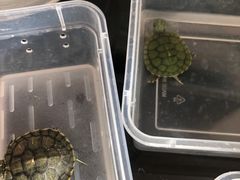 -大自然花鸟鱼虫市场