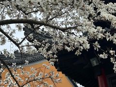 -灵谷景区