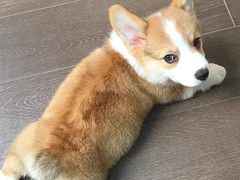 -宠颐生宠物医院·骨外科·犬猫全科诊疗中心(池州店)