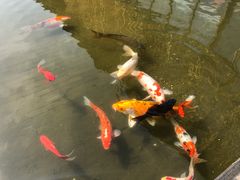 -田园东方蜜桃村的田野营地