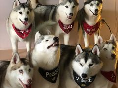 -Husky Go! 哈士奇体验馆·宠物咖啡厅狗咖
