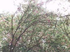 -武汉大学-樱园
