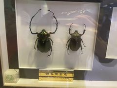 -上海昆虫博物馆